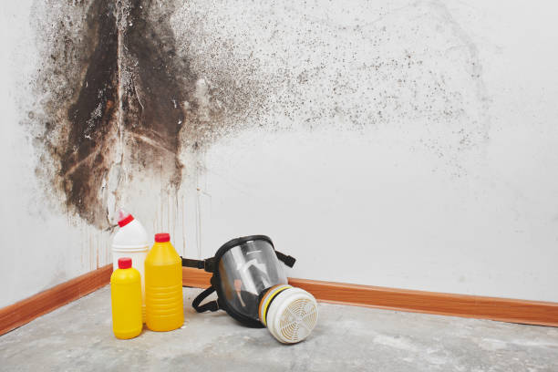 Mold Testing and Removal in North Star, DE