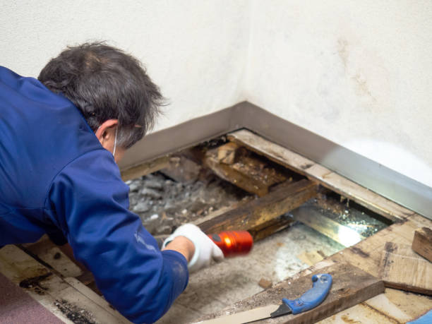 Best Commercial Mold Removal  in North Star, DE