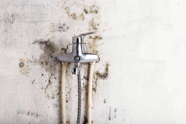 Best Toxic Mold Removal  in North Star, DE