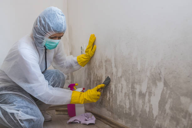 Best Residential Mold Removal  in North Star, DE