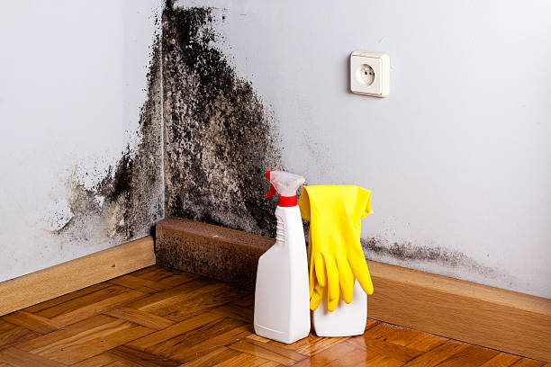 Crawl Space Mold Removal in North Star, DE